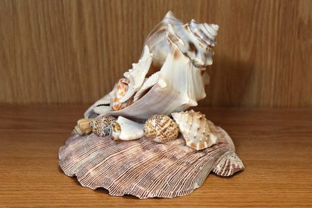 Conch Shell Centerpiece