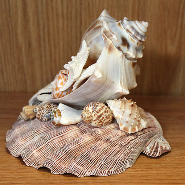 Conch Shell Centerpiece