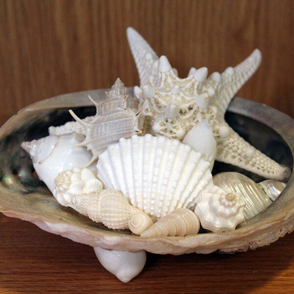 Oyster Shell Centerpiece