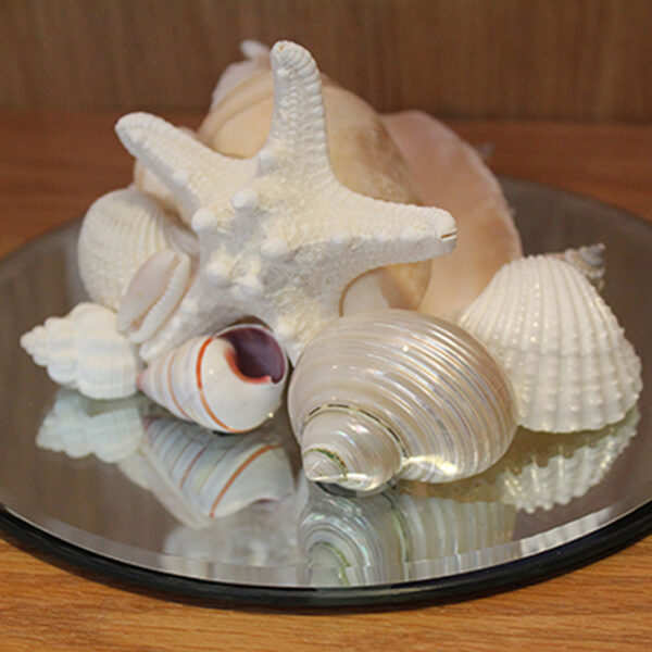 Shell Mirror Centerpiece