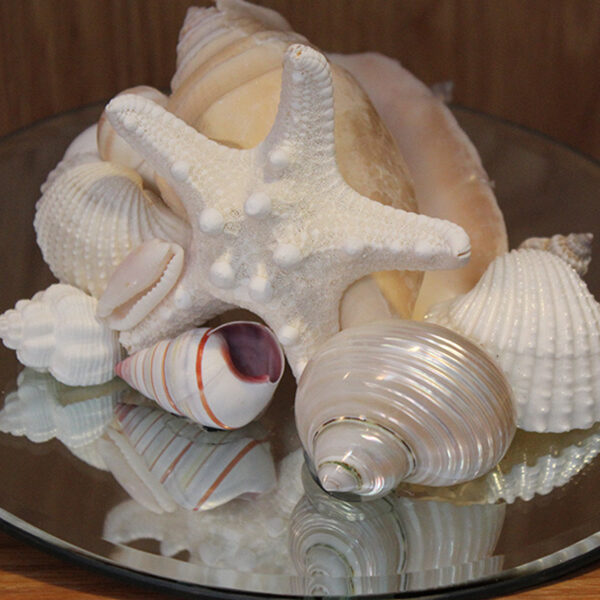 Shell Mirror Centerpiece