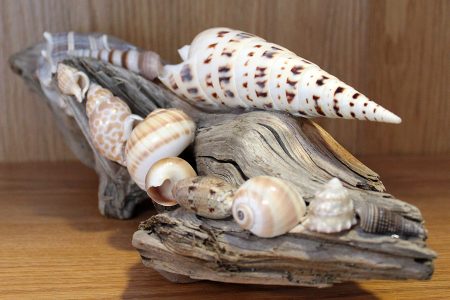 Driftwood Shell Display