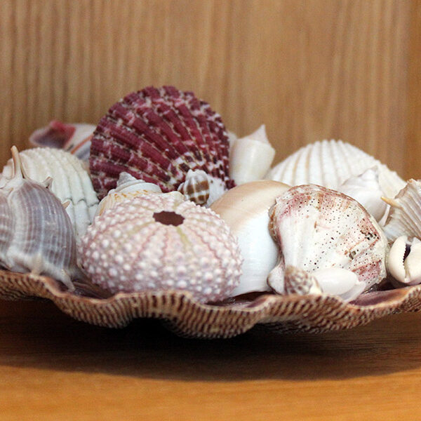 Sea Treasure Shell