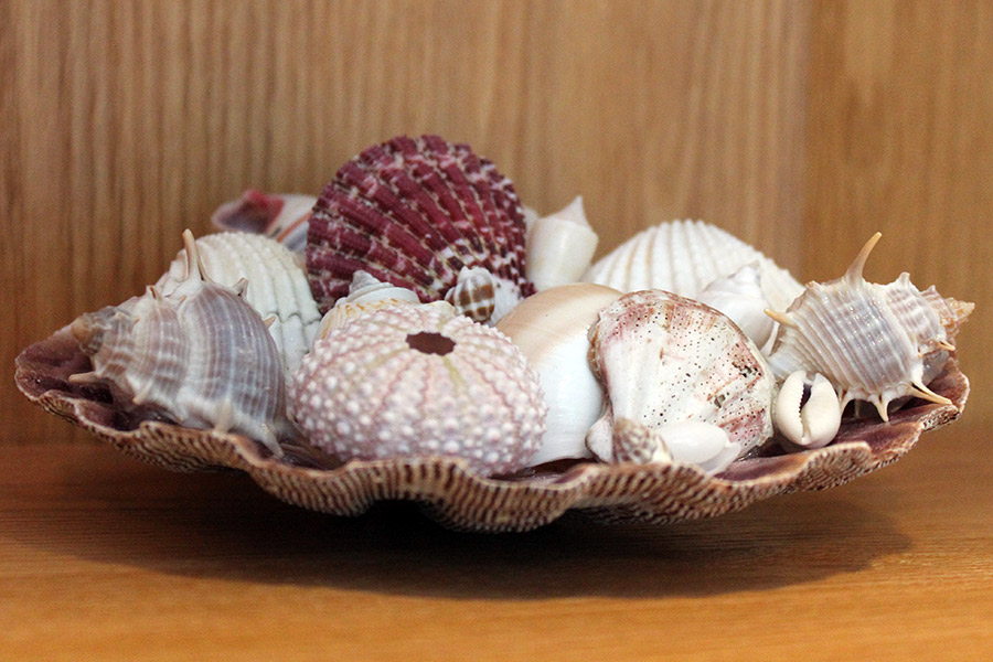 Beach Wedding Scallop Shells, Nautical Decor Scallop Seashells