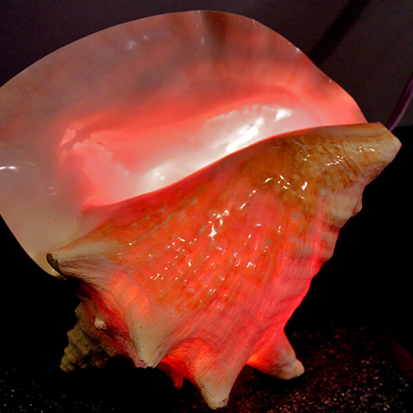 Conch Shell Light
