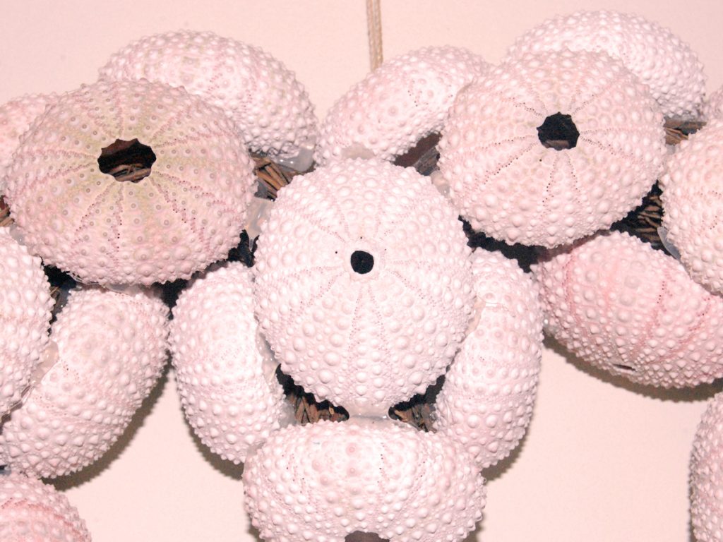 Sea Urchin Shell Wreath Closeup View